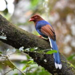 Sri Lanka : Sinharaja Rainforest Guided Trek with Pickup - Practical Details & Tips