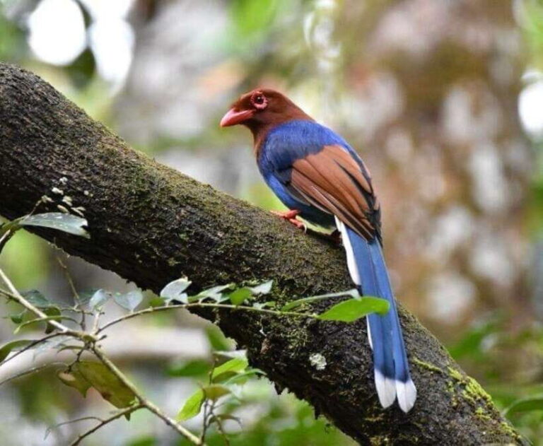 Sri Lanka : Sinharaja Rainforest Guided Trek with Pickup - Practical Details & Tips