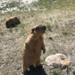 Stargazing Two Nights of Dark Sky Delight from Leh to Hanle - Who Will Love This Experience?