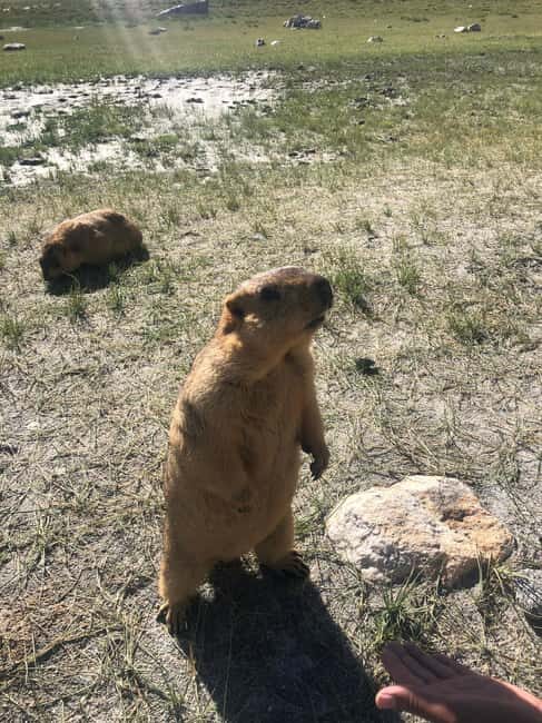 Stargazing Two Nights of Dark Sky Delight from Leh to Hanle - Who Will Love This Experience?