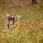Tadoba wild life tour - Exploring the Itinerary in Detail
