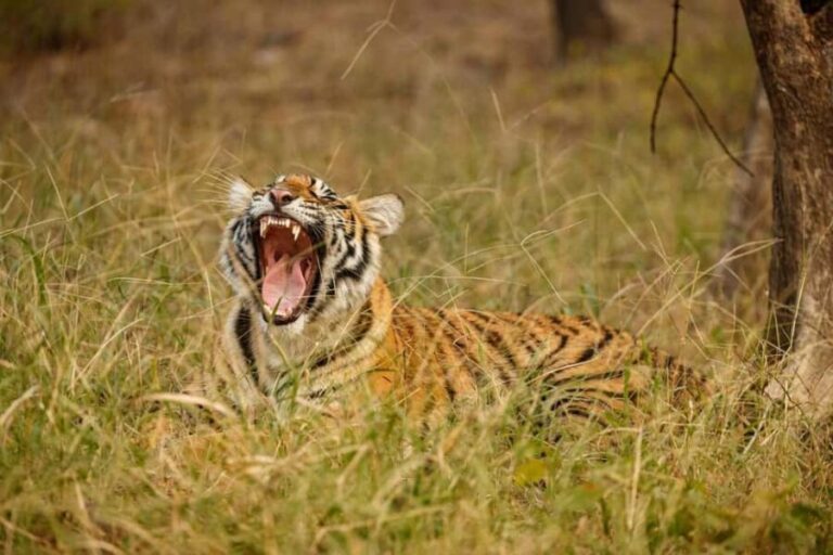 Tadoba wild life tour - Exploring the Itinerary in Detail
