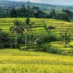 Tanah Lot, Jatiluwih Rice Terrace and Waterfall Day Tour - Practical Details and Value