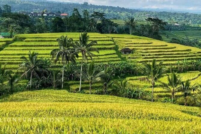 Tanah Lot, Jatiluwih Rice Terrace and Waterfall Day Tour - Practical Details and Value