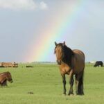 Terelj Day Tour with Lunch, horse riding & More... - Discovering the Terelj Day Tour: An Honest Look at Mongolia’s Natural Charm