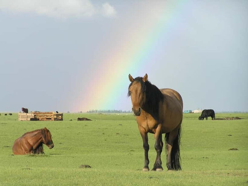 Terelj Day Tour with Lunch, horse riding & More... - Discovering the Terelj Day Tour: An Honest Look at Mongolia’s Natural Charm