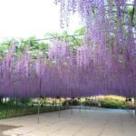 Tokyo: Ashikaga Flower Park with Entry Ticket - An In-Depth Look at Ashikaga Flower Park