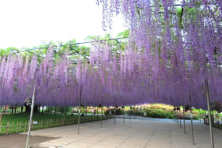 Tokyo: Ashikaga Flower Park with Entry Ticket - An In-Depth Look at Ashikaga Flower Park