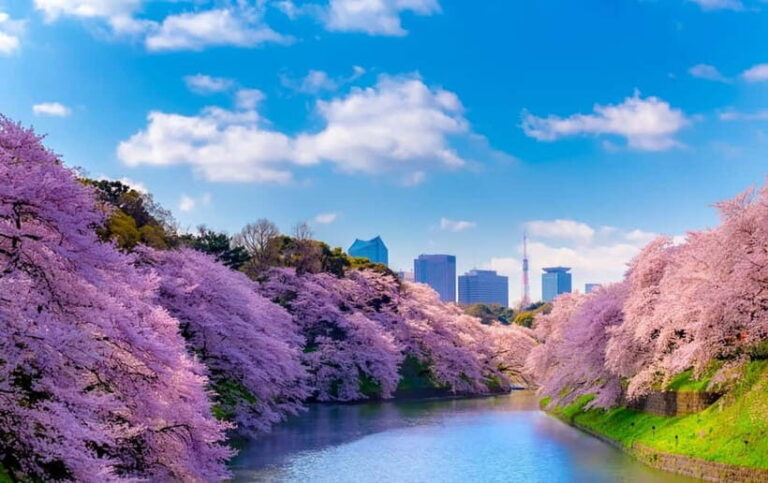 Tokyo Cherry Blossom Express Tour with Boat Ride - Who Should Book This Tour?