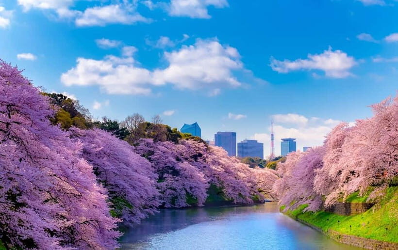 Tokyo Cherry Blossom Express Tour with Boat Ride - Who Should Book This Tour?