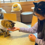 Tokyo Gotokuji Cat temple, Shinjuku Cat cafe and 3D Cat tour - Authentic Experiences from Reviews