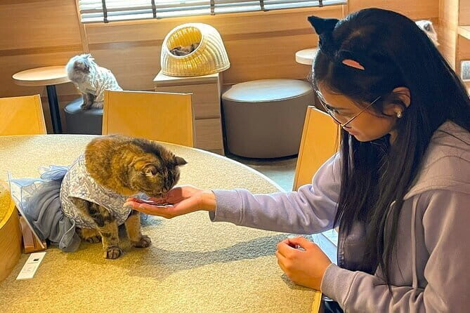 Tokyo Gotokuji Cat temple, Shinjuku Cat cafe and 3D Cat tour - Authentic Experiences from Reviews