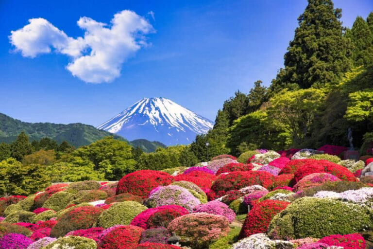 Tokyo : HAKONE x 3XPERIENCE's+OWAKUDANI+GOTEMBA (1 day tour) - Practical Details and Value