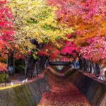 Tokyo: Mt. Fuji 5th Sta. & Autumn Festival Tour with lunch - Practical Details & Tips