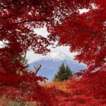Tokyo: Mt.Fuji & Lake Kawaguchiko 1-Day Bus Tour w/Optional Lunch - The Balance of Value and Experience