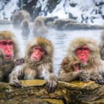 Tokyo To Nagano (Snow Monkey Zenkoji Temple Private Tour) - The Details of the Nagano Private Tour