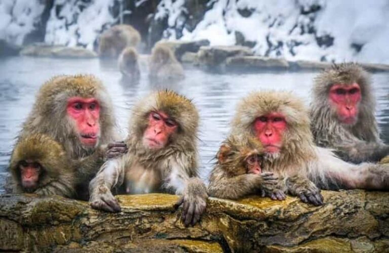 Tokyo To Nagano (Snow Monkey Zenkoji Temple Private Tour) - The Details of the Nagano Private Tour