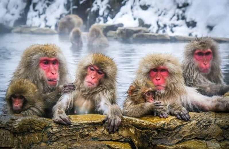 Tokyo To Nagano (Snow Monkey Zenkoji Temple Private Tour) - The Details of the Nagano Private Tour