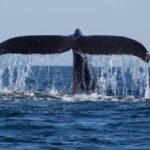 Trincomalee: Whale & Dolphin Safari Tour with Expert Guides - Why This Tour Offers Great Value
