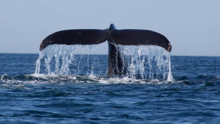 Trincomalee: Whale & Dolphin Safari Tour with Expert Guides - Why This Tour Offers Great Value