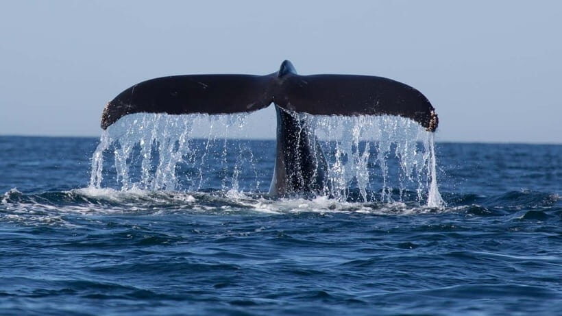 Trincomalee: Whale & Dolphin Safari Tour with Expert Guides - Why This Tour Offers Great Value