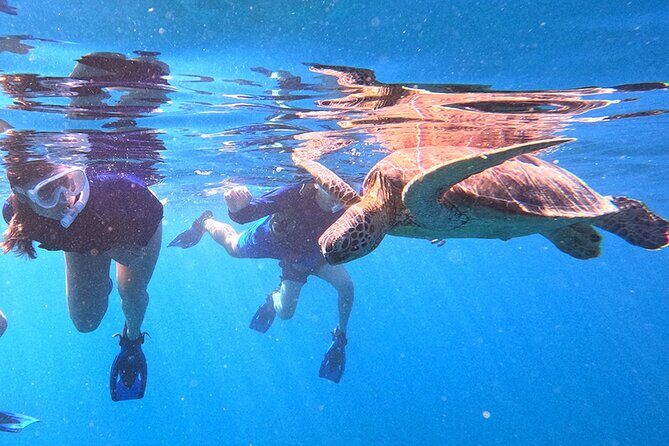 Turtle Snorkeling in Ishigaki - Fluent English! Small Group! - What to Expect During the Tour