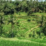 Ubud Tour: Monkey Forest - Temple - Waterfall & Rice Terrace - Practical Details