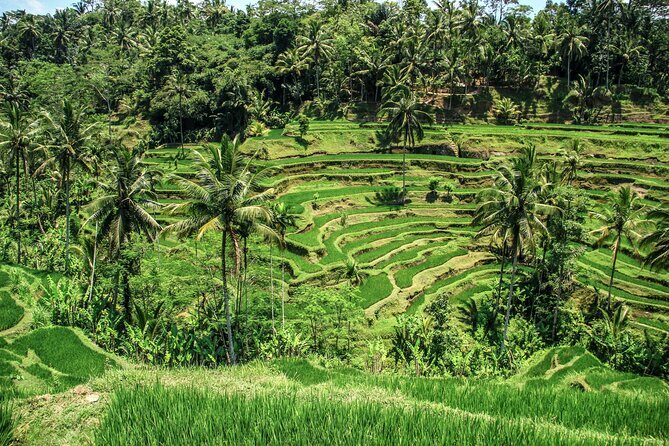 Ubud Tour: Monkey Forest - Temple - Waterfall & Rice Terrace - Practical Details