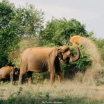 Udawalawe National Park : Entrance Ticket With Jeep - Who Will Love This Tour?