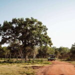 Udawalawe National Park: Private Safari From Colombo - Why Choose This Tour?