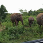 Udawalawe: National Park Safari with Elephant Transit Home - The Ideal Traveler for This Experience