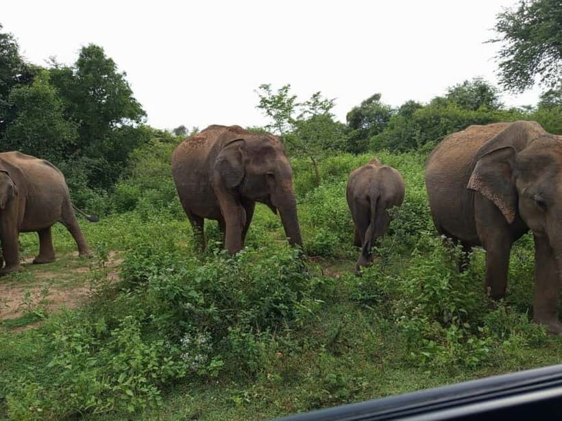 Udawalawe: National Park Safari with Elephant Transit Home - The Ideal Traveler for This Experience