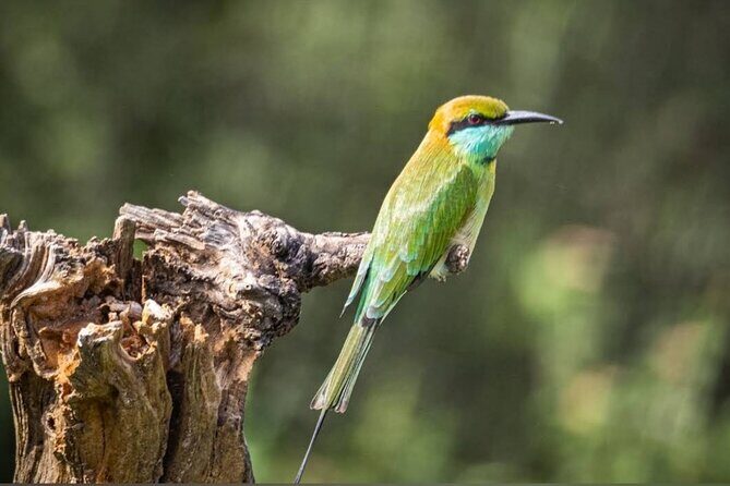 Udawalawe Safari Adventure - Is It Worth the Price?