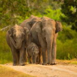 Udawalawe Safari Tour from Tissamaharama/Yala/Hambantota - Why This Tour is a Solid Choice