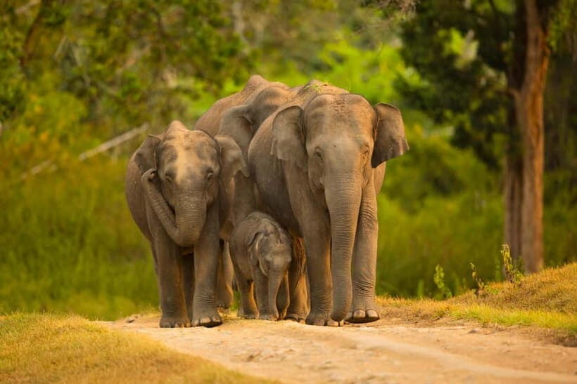Udawalawe Safari Tour from Tissamaharama/Yala/Hambantota - Why This Tour is a Solid Choice