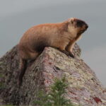 Ulaanbaatar: Mongol Nomadic Show & Wild Horse Watching Day - Who Will Enjoy This Experience?