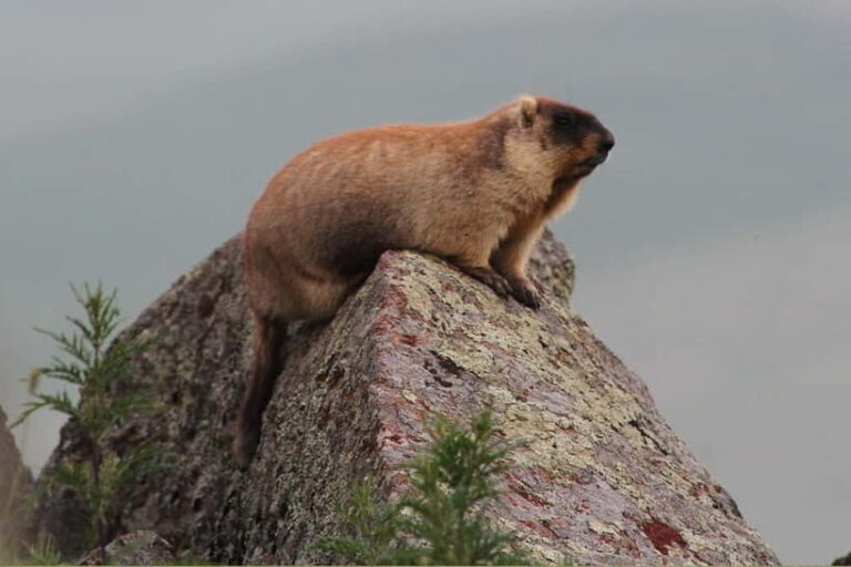 Ulaanbaatar: Mongol Nomadic Show & Wild Horse Watching Day - Who Will Enjoy This Experience?