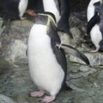 Underwater World Langkawi Admission Ticket - The Highlights: Why It’s Worth Visiting