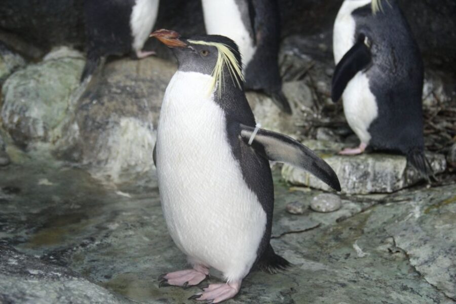 Underwater World Langkawi Admission Ticket - The Highlights: Why It’s Worth Visiting