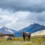 Upper Dolpa Cultural Trek - What’s Included and What’s Not