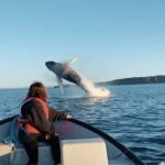 Whale Watching in Sri Lanka  A Majestic Ocean Adventure - How This Tour Adds Value for Different Travelers