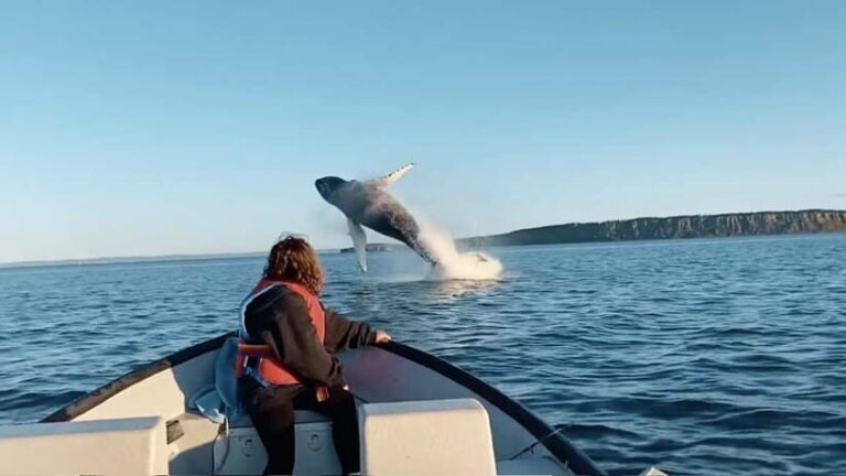 Whale Watching in Sri Lanka  A Majestic Ocean Adventure - How This Tour Adds Value for Different Travelers