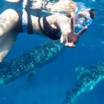 Whale Watching in Sumilon Island with Ocean View Resort and Lunch - Final Thoughts: Who Should Book This Tour?