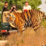 Wild Escape: 3 Days Ranthambore Safari Adventure from Delhi - The Itinerary: What You’ll Experience