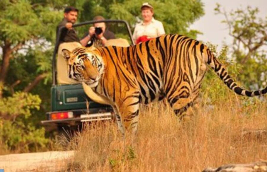 Wild Escape: 3 Days Ranthambore Safari Adventure from Delhi - The Itinerary: What You’ll Experience