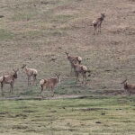 Wildlife Watching Day Tour at Hustai National Park - Who Will Love This Tour?