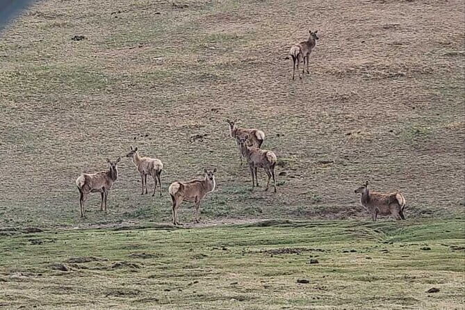 Wildlife Watching Day Tour at Hustai National Park - Who Will Love This Tour?