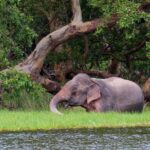 Wilpattu National Park Entrance Ticket with Private Safari - Why Prebook Your Wilpattu Entrance Ticket?