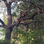 Wilpattu National park: Morning or Afternoon PRIVATE Safari - Who Is This Safari Best For?