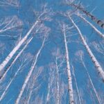 Wondae-ri Birch Forest and In-je Maebawi Icewall Day Tour - Exploring the Wondae-ri Birch Forest: A Winter Fairy Tale